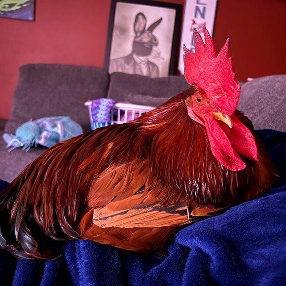 One Blue Crochet Headscarf Bandana - Picture 4 of 7